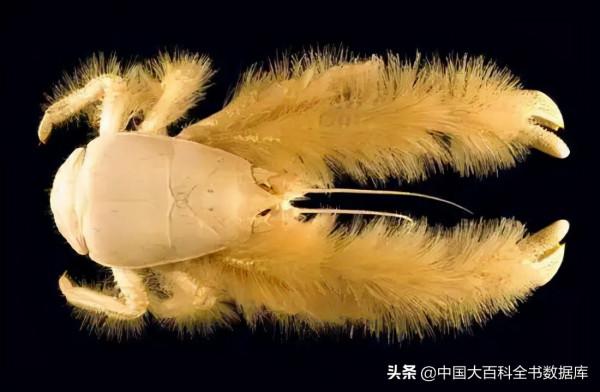 海底熱泉、冷泉生態系統：化能細菌支撐起的深海秘境