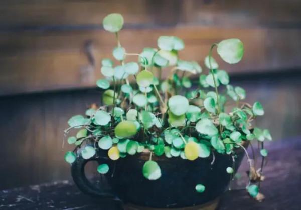 從今往後,儘量不去以下幾種家庭裡串門 從今往後,儘量不去以下幾種家庭裡串門