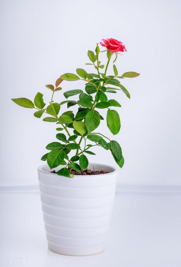 “27種”耐寒的花，好養不怕冷，低溫也能開花