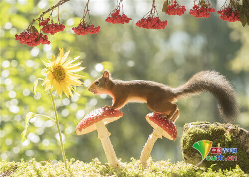 聰明松鼠踩蘑菇登高覓食 被鳥兒“佔位”一臉懵 聰明松鼠踩蘑菇登高覓食 被鳥兒“佔位”一臉懵