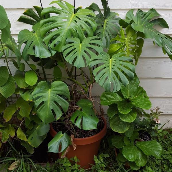 6種花的“氣生根”，剪下來，不用扦插，也能長滿根