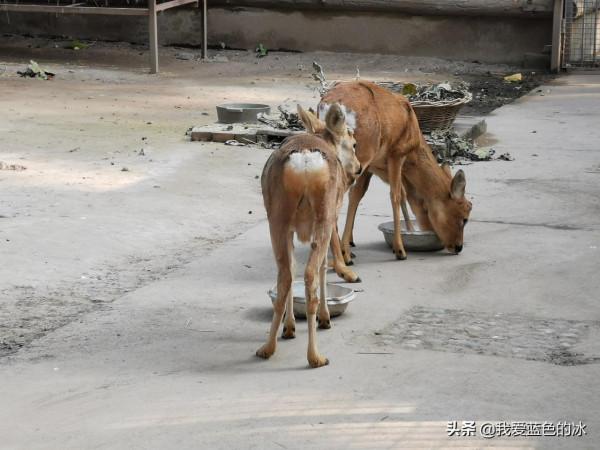 重遊北京動物園，覺得綠化美化比以前好了很多