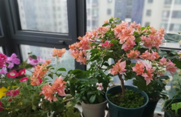 養花不用買肥料,自己做“有機肥”,肥勁“槓槓的”,啥花都能用 養花不用買肥料,自己做“有機肥”,肥勁“槓槓的”,啥花都能用