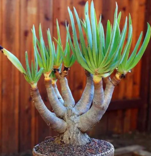 多肉品種：日月潭、佛手掌、老花籠、摺扇蘆薈、白斑鸞鳳玉