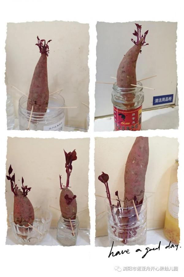 諾亞舟開心果幼兒園讓多元化課程——點亮快樂童年