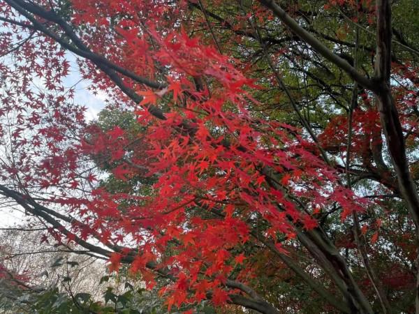 北京香山，美景如畫呀