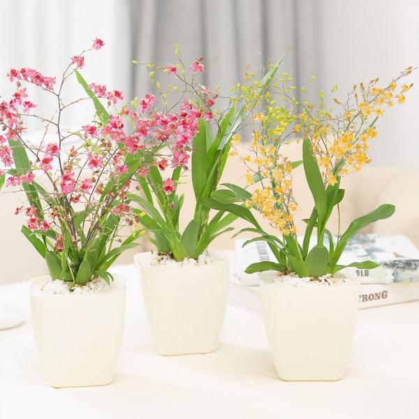 馬上就要過年了,還在為買什麼年宵花發愁嗎?推薦36種供你參考 馬上就要過年了,還在為買什麼年宵花發愁嗎?推薦36種供你參考