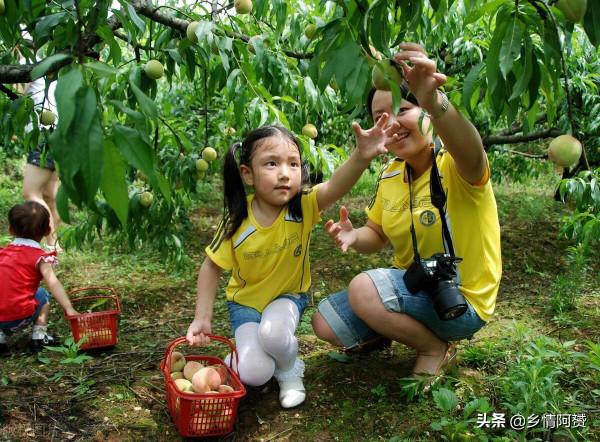 紅極一時的農村“採摘樂”,為何逐漸被大眾冷落 紅極一時的農村“採摘樂”,為何逐漸被大眾冷落