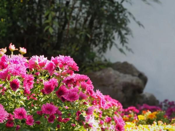 進入最佳觀賞期 進入最佳觀賞期