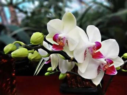 分享——高雅多姿的蝴蝶蘭