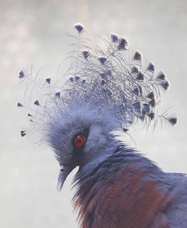 分享——最珍貴罕見的鳥