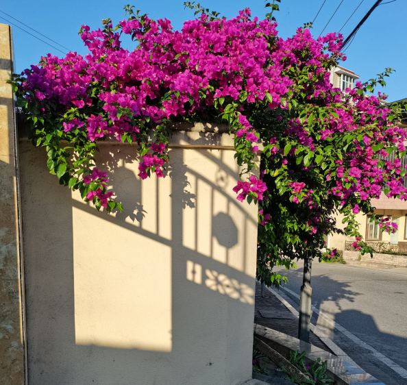 南方氾濫的花,北方人“愛不釋手”,太“拉仇恨”了 南方氾濫的花,北方人“愛不釋手”,太“拉仇恨”了