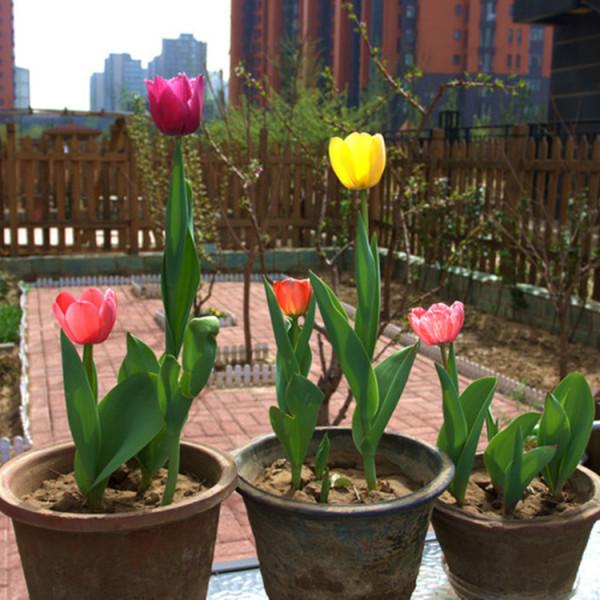 7種“小毒花”，家裡經常養，快認清“真面目”，避免中毒啊