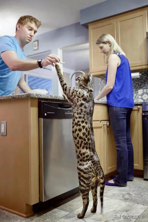 “活久見”的吉尼斯世界紀錄，你知道幾個？