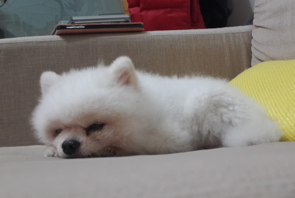 博美犬有這些特徵,是在跟你“告別” 博美犬有這些特徵,是在跟你“告別”