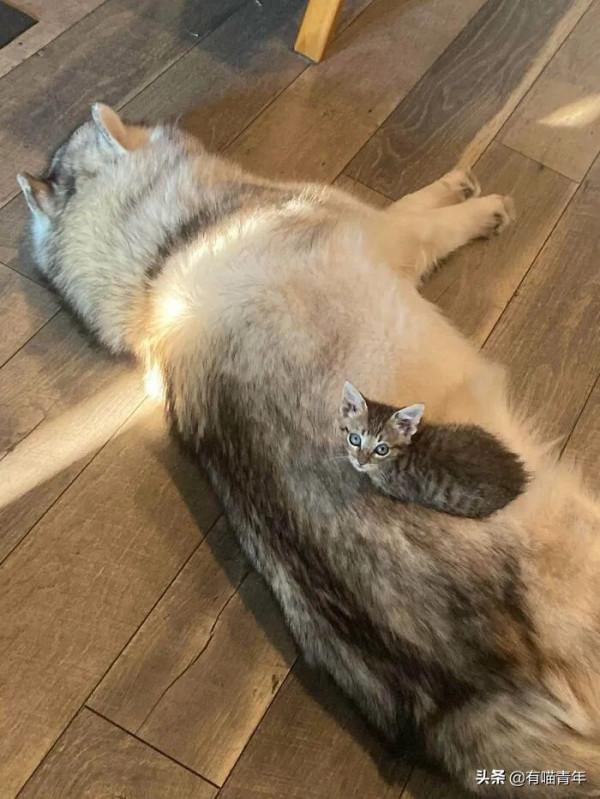 貓咪可以接地氣，但千萬不能接地府