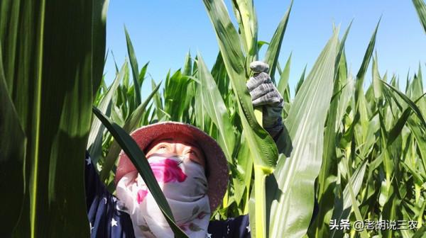 農村俗語:“玉米割掉兩次頭,糧價再低也不愁”,這是咋回事? 農村俗語:“玉米割掉兩次頭,糧價再低也不愁”,這是咋回事?