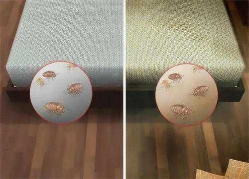 床蝨最怕什麼東西怎麼消滅，床蝨怎麼出現在家裡的？