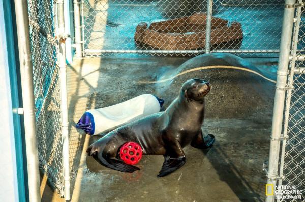 豬腦細胞也許能治癒海獅的癲癇，它能治癒人類患者嗎？