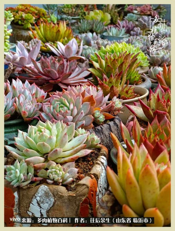 北方有多肉,絕世而獨立!一顧傾人城,再顧傾人國 北方有多肉,絕世而獨立!一顧傾人城,再顧傾人國