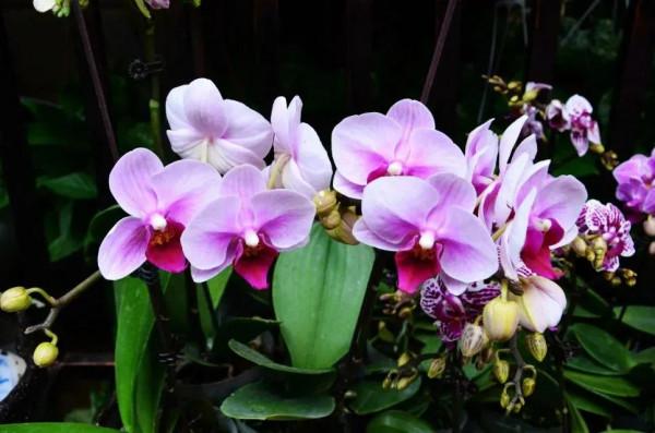 自駕七彩雲南：相逢普渡村，遇見可愛的老沙