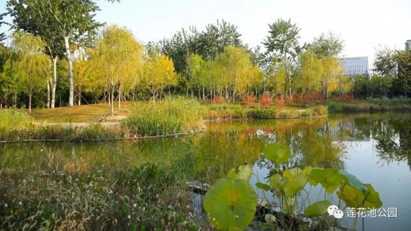 【FENG景】創森動態 | 蓮花池公園多彩的秋天
