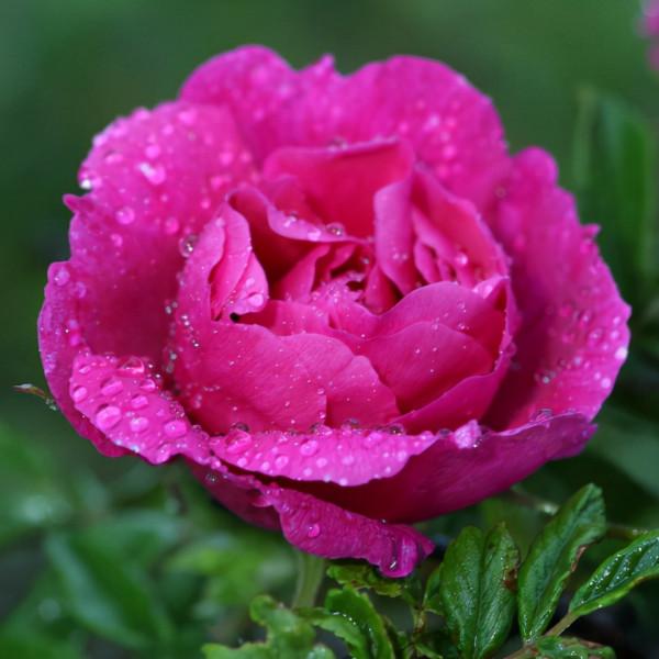 北京農產品地理標誌目錄 北京農產品地理標誌目錄