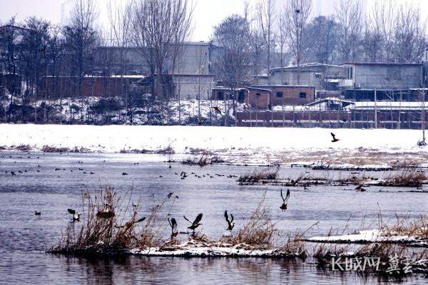 高畫質圖 &vert; 平山縣治河溼地：大雪後 群鳥歡