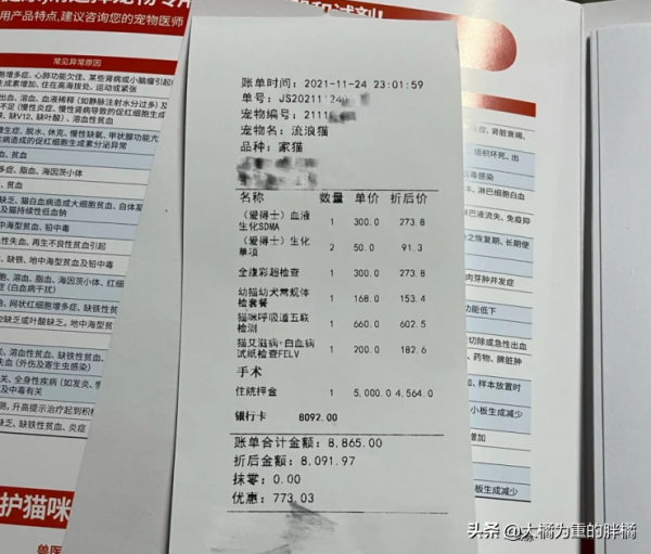 路遇一隻流浪貓,不知如何過橋,女子順手抱走,卻還花了一萬多 路遇一隻流浪貓,不知如何過橋,女子順手抱走,卻還花了一萬多