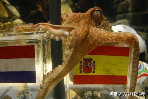 走紅網路的動物排行榜“國寶”上榜 海洋選手也參賽 走紅網路的動物排行榜“國寶”上榜 海洋選手也參賽