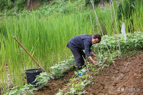 78歲老媽留守山村，種菜養雞養鴨樂在其中，去城裡兒子家呆不住
