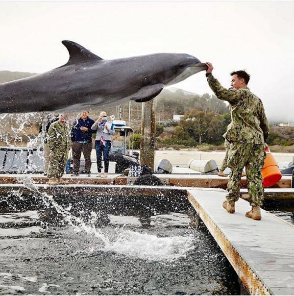 31張抓拍圖片，鳥兒邊飛邊排便，天鵝在海面表演衝浪