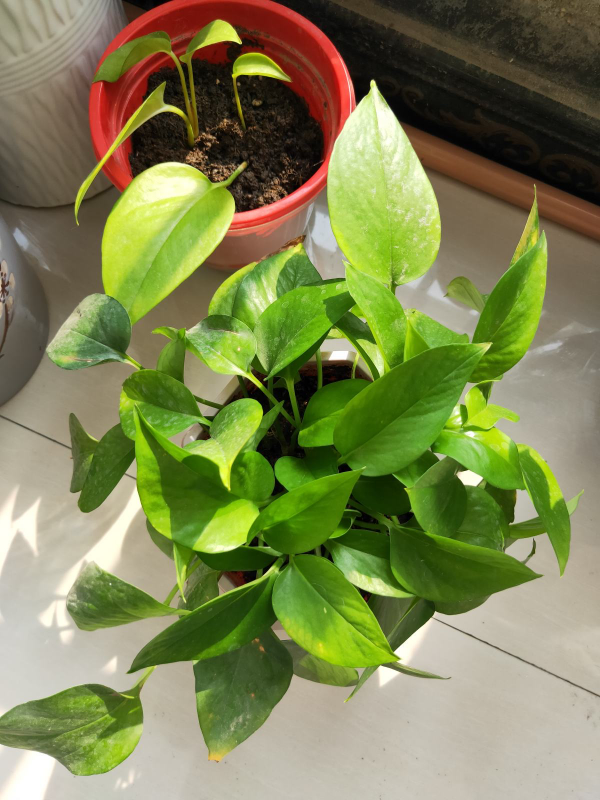 廚房還能養花，這5种放在廚房裡，香味飄滿屋