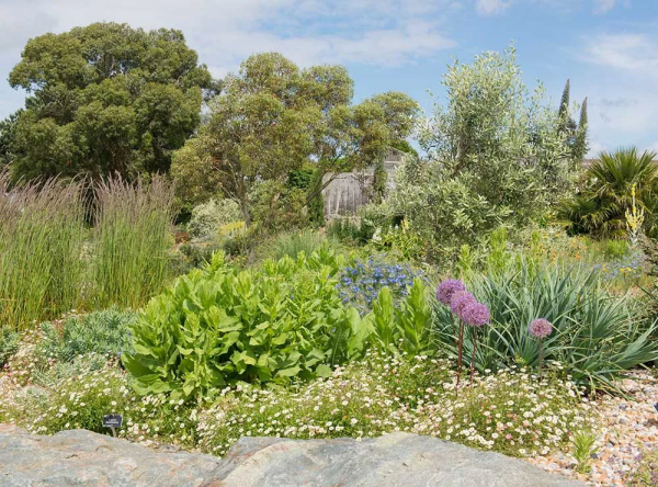 墨西哥飛蓬草,宿根花境裡高顏值、低維護植物 墨西哥飛蓬草,宿根花境裡高顏值、低維護植物