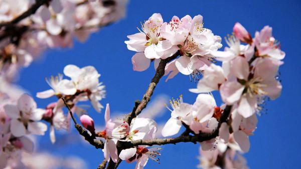 為君持酒勸斜陽,且向花間留晚照。紅杏尚書宋祁的春景,值得品味 為君持酒勸斜陽,且向花間留晚照。紅杏尚書宋祁的春景,值得品味