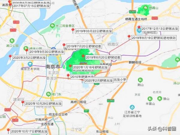 中國野豬超百萬頭,區域性氾濫仍要保護,這麼多野豬該怎麼處理? 中國野豬超百萬頭,區域性氾濫仍要保護,這麼多野豬該怎麼處理?