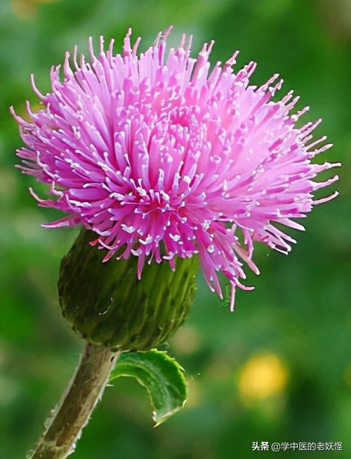 每天學習一味中藥——小薊 每天學習一味中藥——小薊