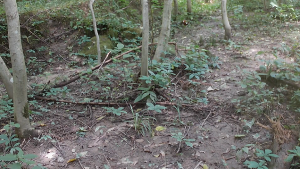 江西宜豐官山拍攝到國家一級保護動物白頸長尾雉