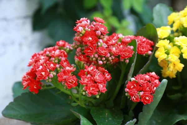 居家養花好處多，淨化空氣益身心，賞心悅目花開豔