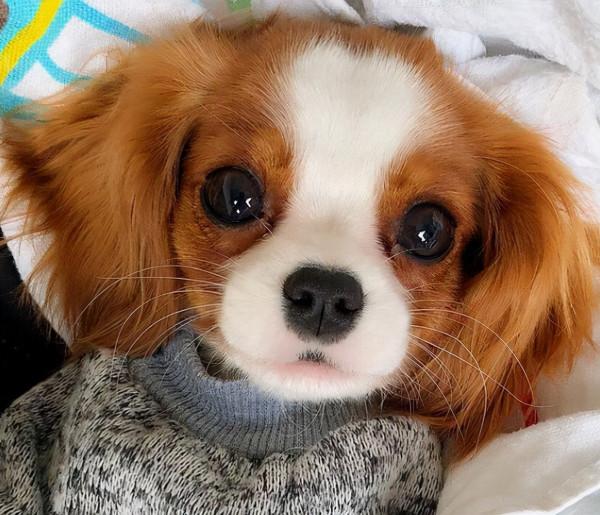 “超可愛”的8種狗，看到都讓人心動