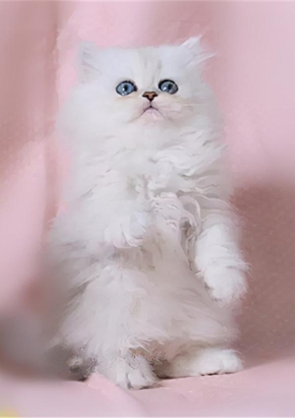 金吉拉貓是什麼樣的？