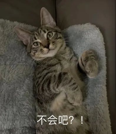 對人類幼崽佛系淡定的老母親，為什麼卻會被貓咪激發焦慮體質？