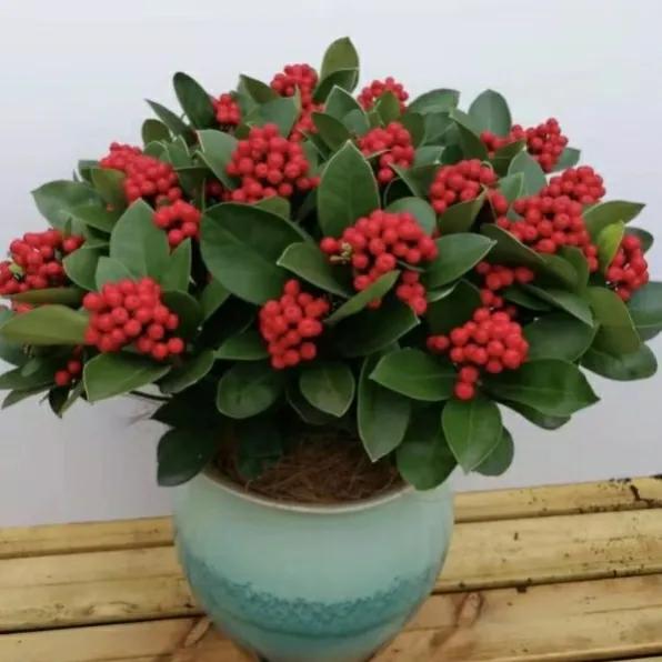 8種廢料你別扔,留著養花有妙用 8種廢料你別扔,留著養花有妙用