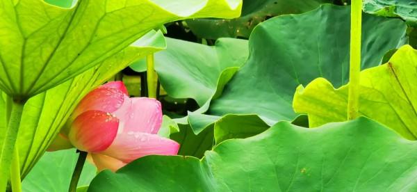邀您共賞!那些藏在荷花裡的詩 邀您共賞!那些藏在荷花裡的詩