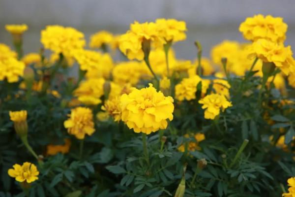 酒莊紅、萱草黃&hellip;&hellip;原來今年的秋冬流行色都在寶山這些公園裡&srarr;