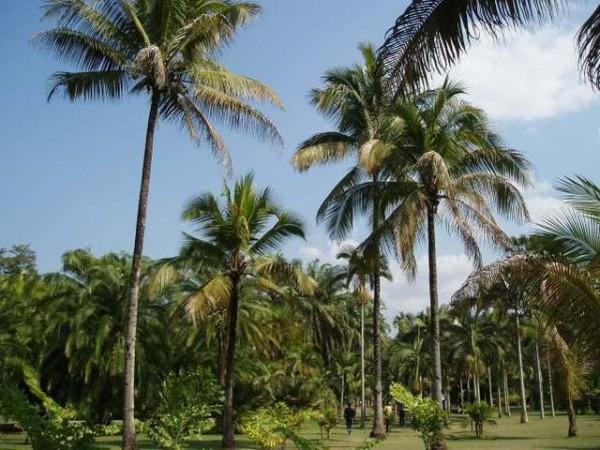 24年前在西沙中建島栽了一棵椰子樹，如今長成了啥樣？