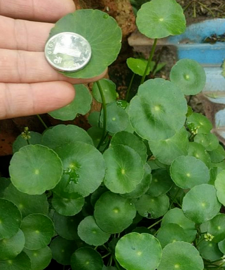 金錢草和銅錢草，長得像，養得像，你選哪個？