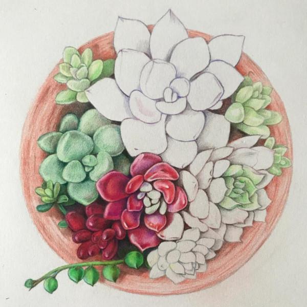 多肉植物彩鉛畫全過程(1-1) 多肉植物彩鉛畫全過程(1-1)