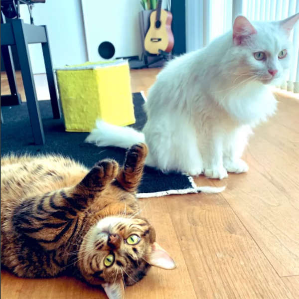 34歲辣媽狂賺2億買9000W豪宅！浴室放庭院、老公帶娃做家務：快樂