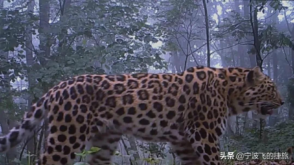 美國黃石的13倍！我國首批國家公園正式官宣，驚豔世界的風景來了